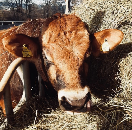 Stadtbauer Gleisdorf Rindfleisch