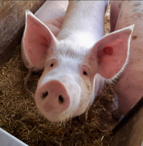 Stadtbauer Gleisdorf Schweinefleisch